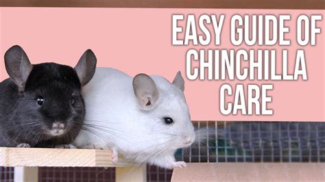 How To Care For A Chinchilla