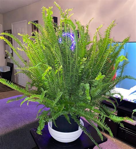 How To Care For A Fern