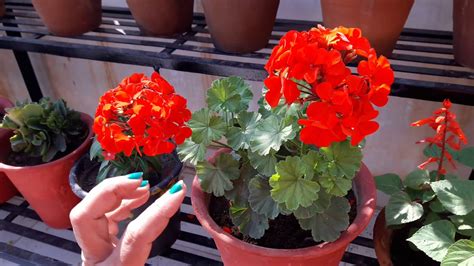 How To Care For A Geranium