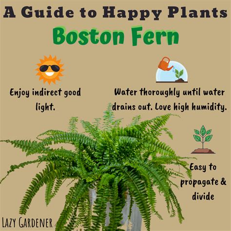 How To Care For Ferns