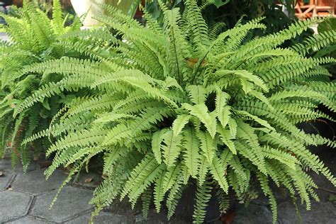 How To Care For Ferns Outside