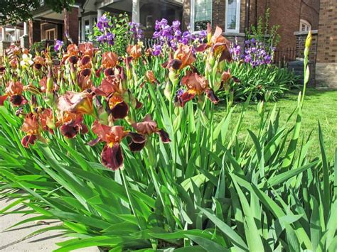 How To Care For Iris Plants