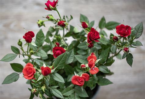 How To Care For Miniature Roses