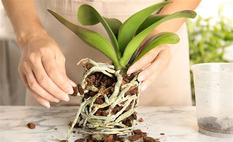 How To Care For Orchids Indoors