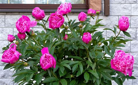 How To Care For Peony Plants