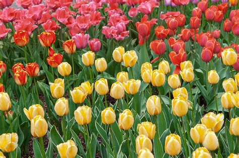 How To Care For Planted Tulips