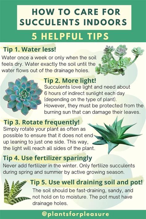 How To Care For Succulent Plants