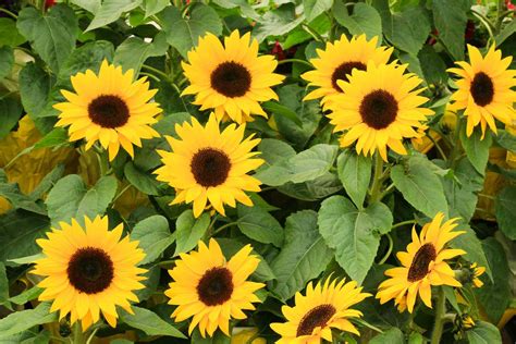 How To Care For Sunflowers