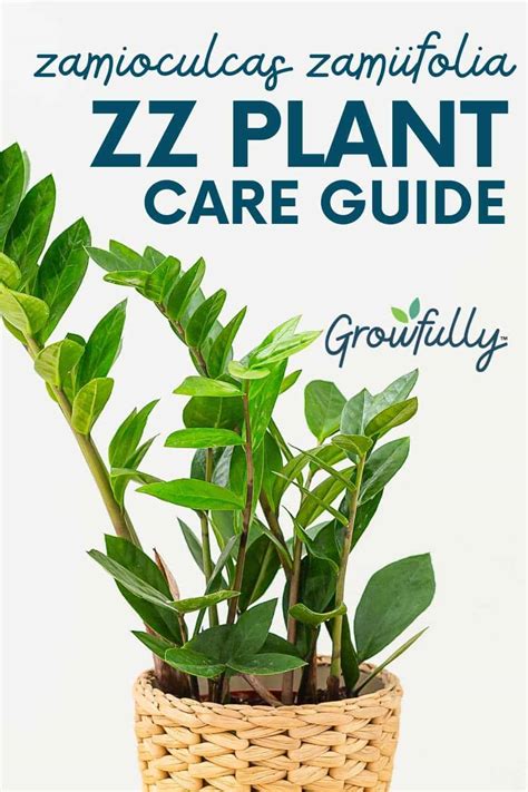 How To Care For Zz Plant