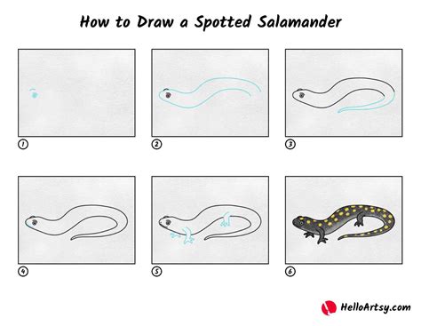How To Draw A Salamander