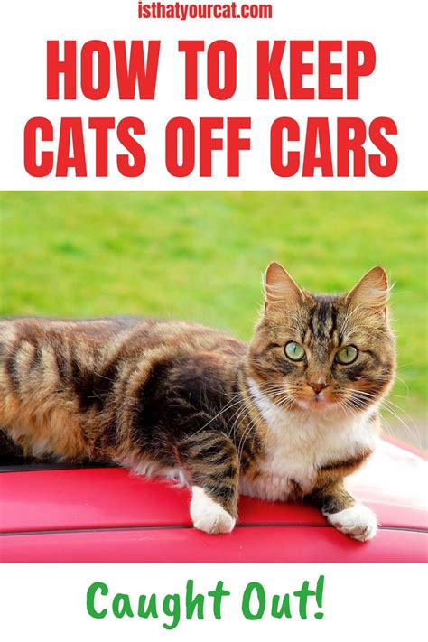 How To Keep Cats Off Cars