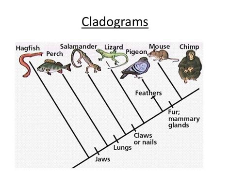 How To Read A Cladogram Chart