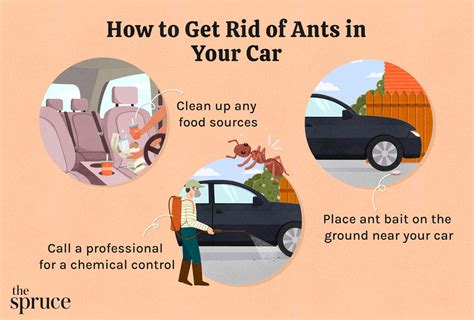 How To Rid Car Of Ants