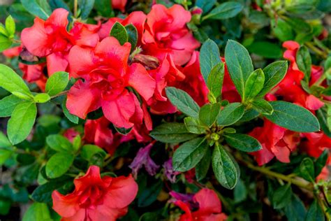 How To Take Care Of Azaleas