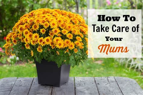 How To Take Care Of Mums