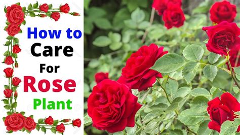 How To Take Care Roses