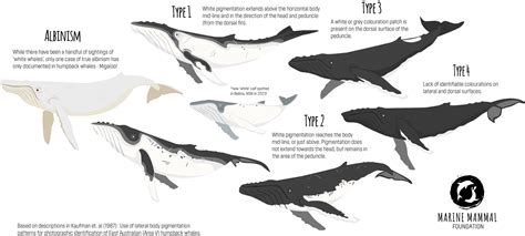 Humpback Whale Identification Catalogue