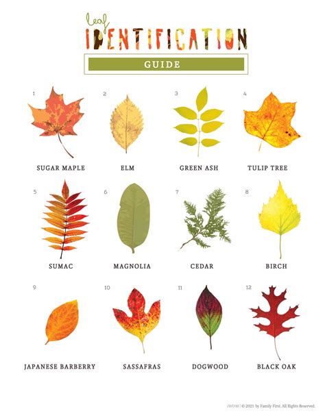 Identification Chart Wisconsin Tree Leaves