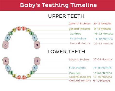 Infant Teething Timeline Chart