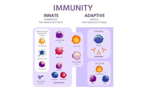 Innate Vs Adaptive Immunity Chart