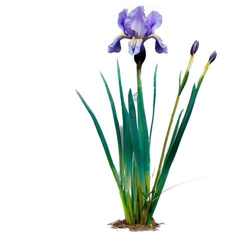 Iris_request A Free Spring 2013 Catalog_sitelink