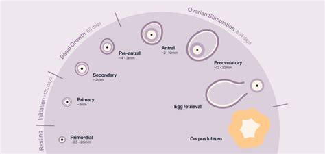 Ivf Follicle Growth Chart