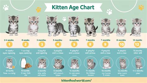 Kitten Age Chart Pictures