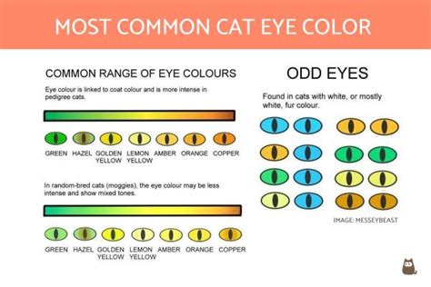 Kitten Eye Color Chart