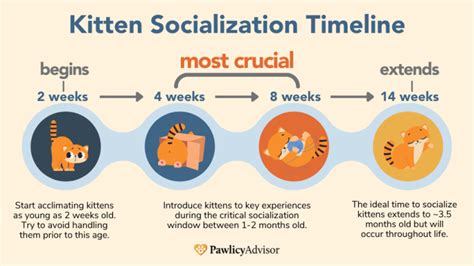 Kitten Socialization Chart