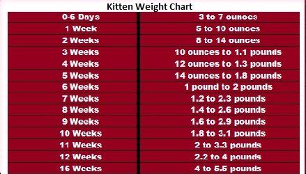 Kitten Weight Age Chart