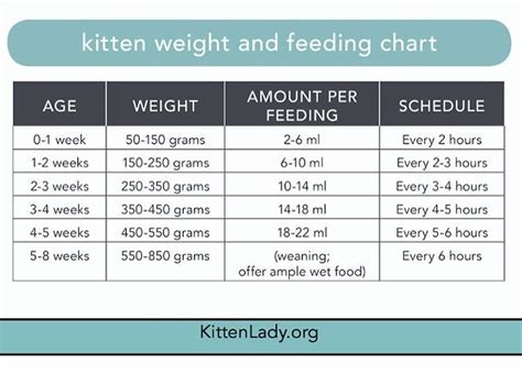 Kitten Weight And Feeding Chart