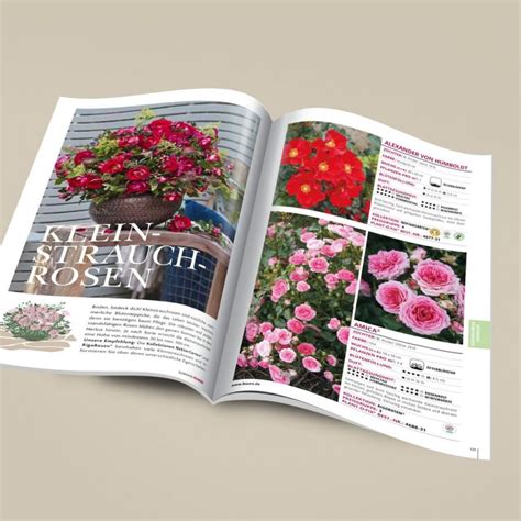 Kordes Roses Catalogue