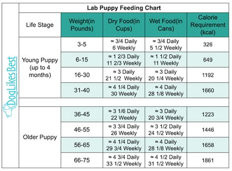Lab Feeding Chart By Age