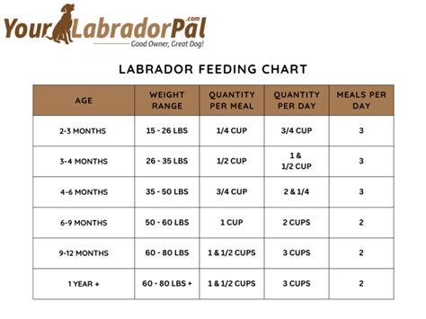 Labrador Retriever Food Chart