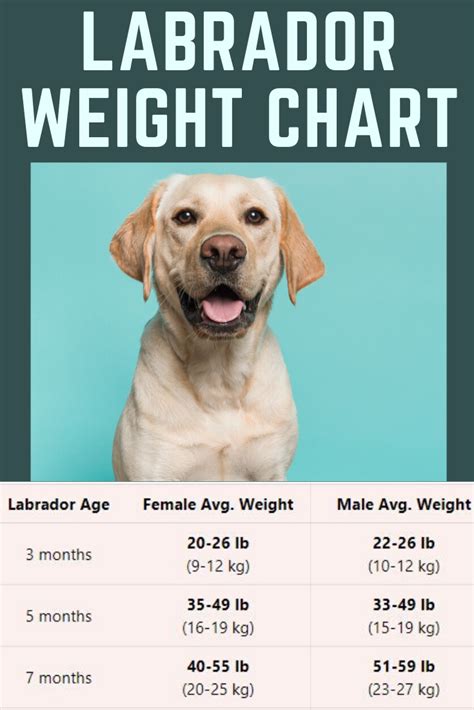 Labrador Weight Chart By Age In Kg