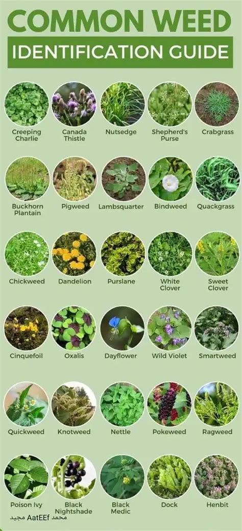 Lawn Weeds Identification Chart