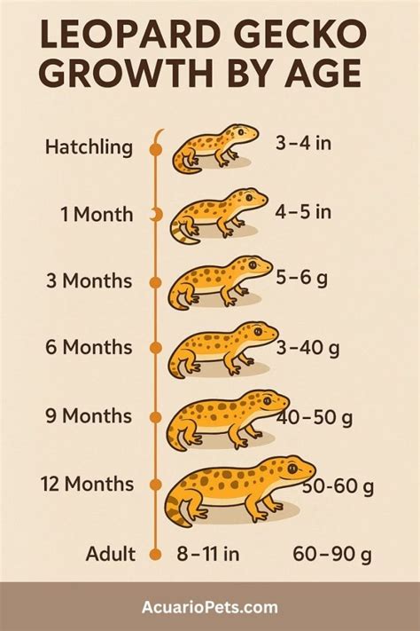 Leopard Gecko Age Chart