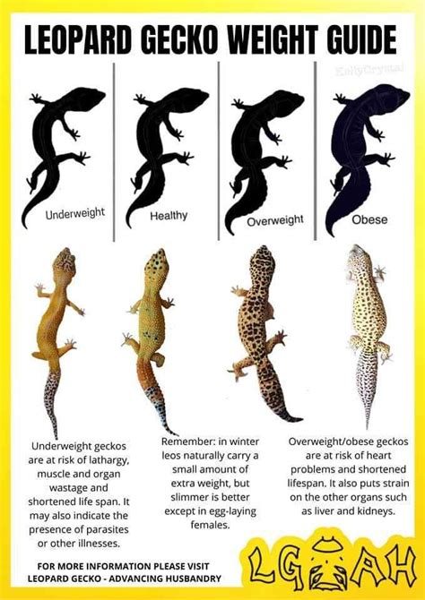 Leopard Gecko Age Size Chart