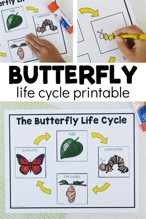 Life Cycle Of Butterfly Template
