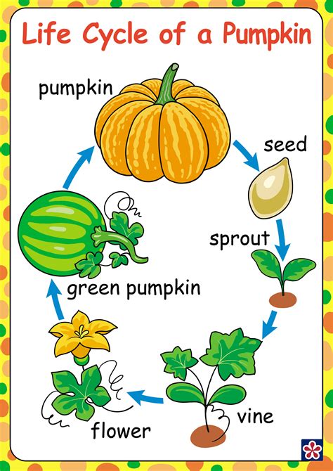 Life Cycle Of The Pumpkin Printable