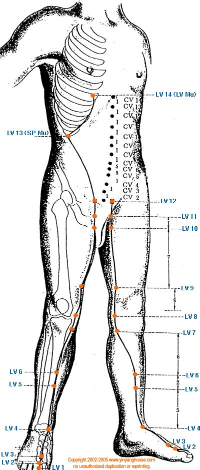 Liver Acupuncture Points Chart