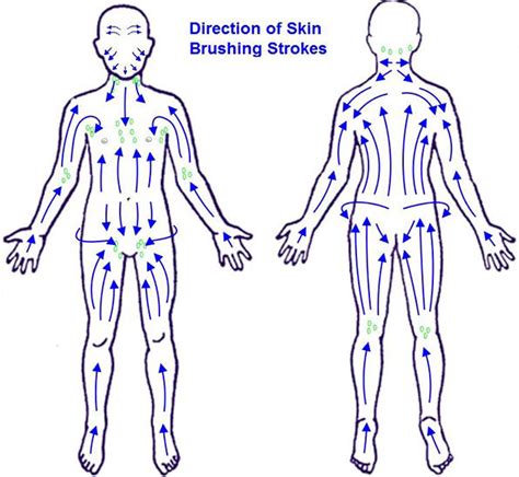 Lymphatic Drainage Dry Brushing Chart