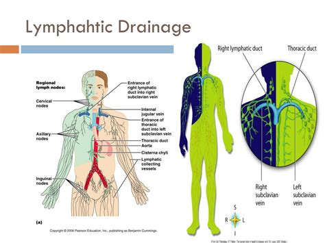 Lymphatic Drainage Of Upper Limb Flow Chart