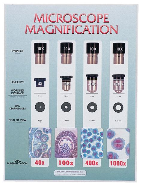 Magnification Chart For Microscope