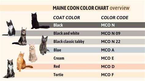 Maine Coon Colors Chart