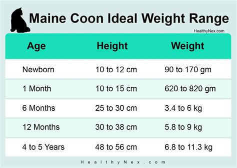 Maine Coon Weight Chart For Kittens