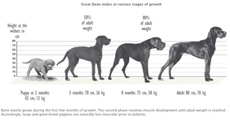 Male Great Dane Growth Chart