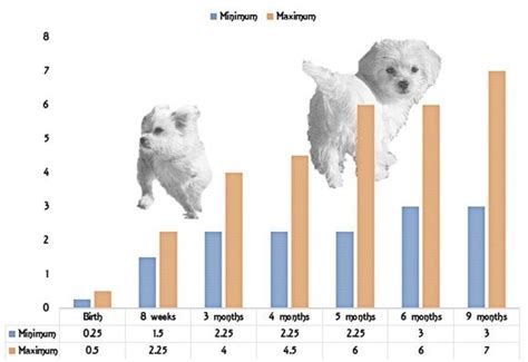 Maltese Dog Growth Chart
