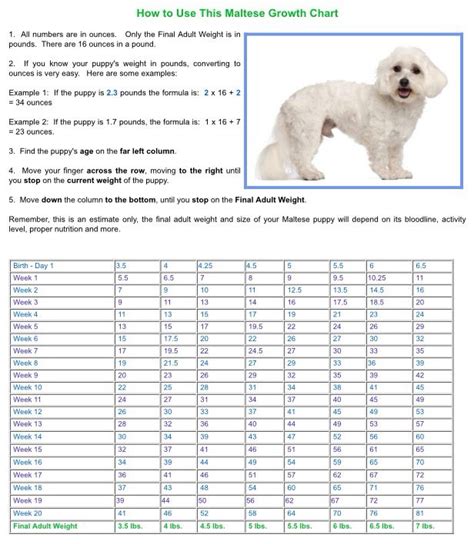 Maltese Puppy Size Chart
