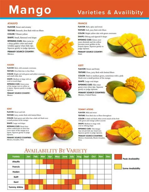 Mango Medium Size Chart